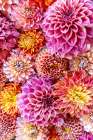 USA, Washington State, Sammamish. Dahlia design Art Print